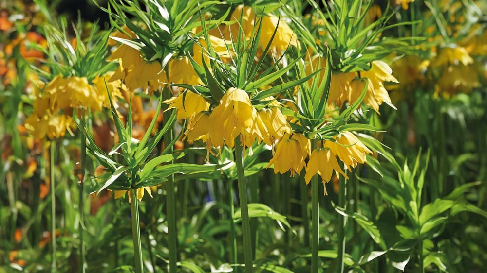 Gul kejserkrone - Bland Selv Frø