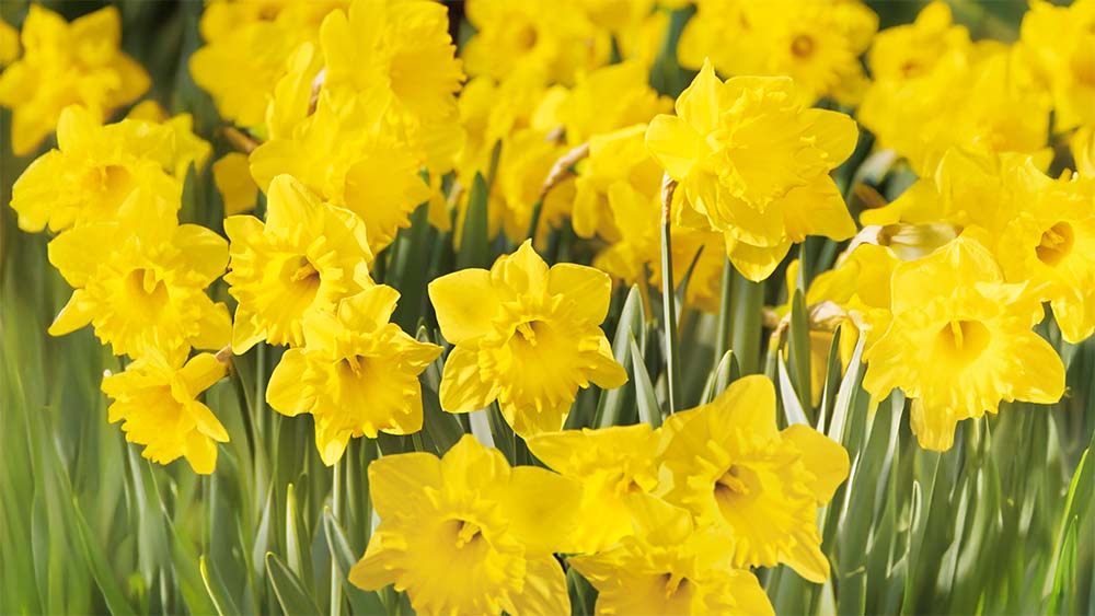 Gule forårsblomster - Bland Selv Frø