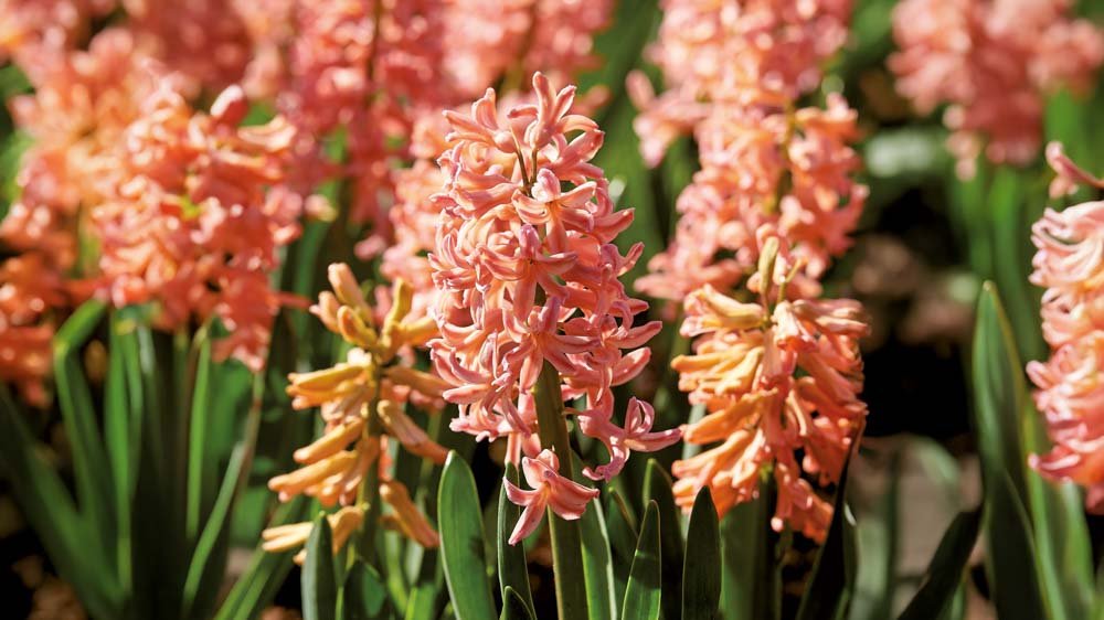 Gule hyacinter - Bland Selv Frø