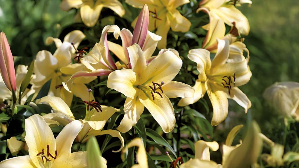 Gule liljer - Bland Selv Frø