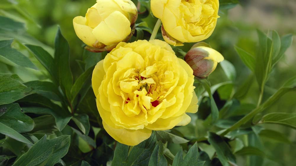 Gule pæoner - Bland Selv Frø