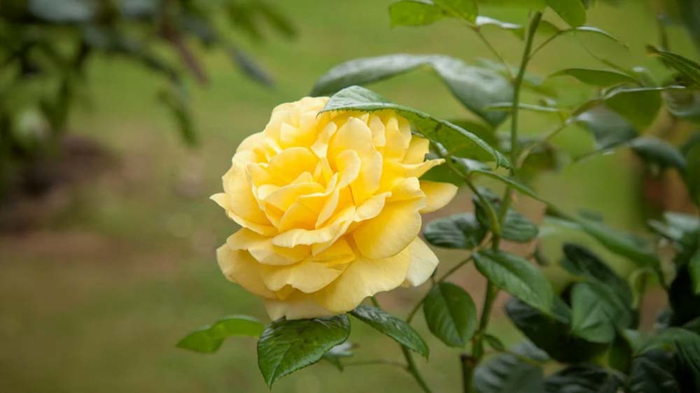 Gule roser - Bland Selv Frø