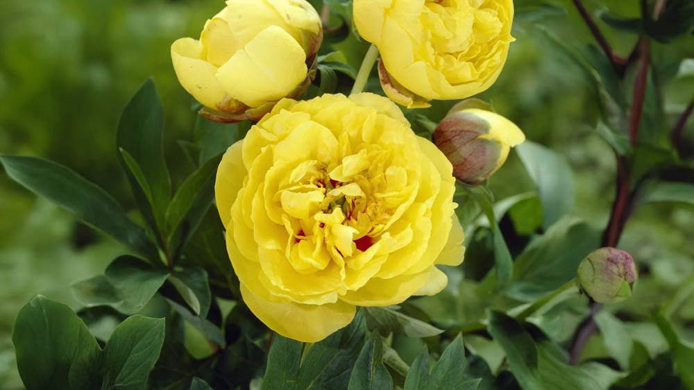 Gule stauder - Bland Selv Frø