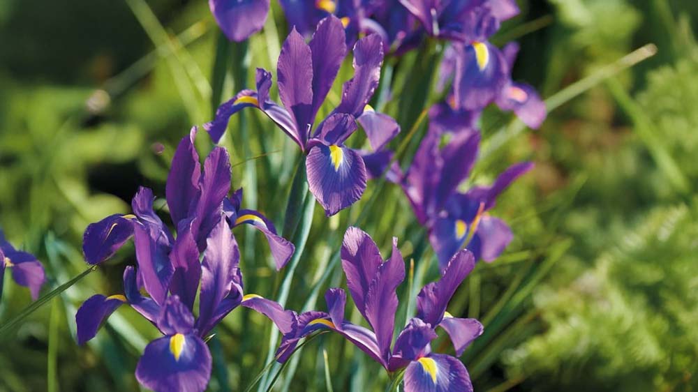 Hårdføre sommerblomster - Bland Selv Frø