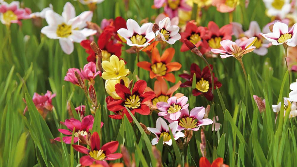 Harlekinblomster - Bland Selv Frø