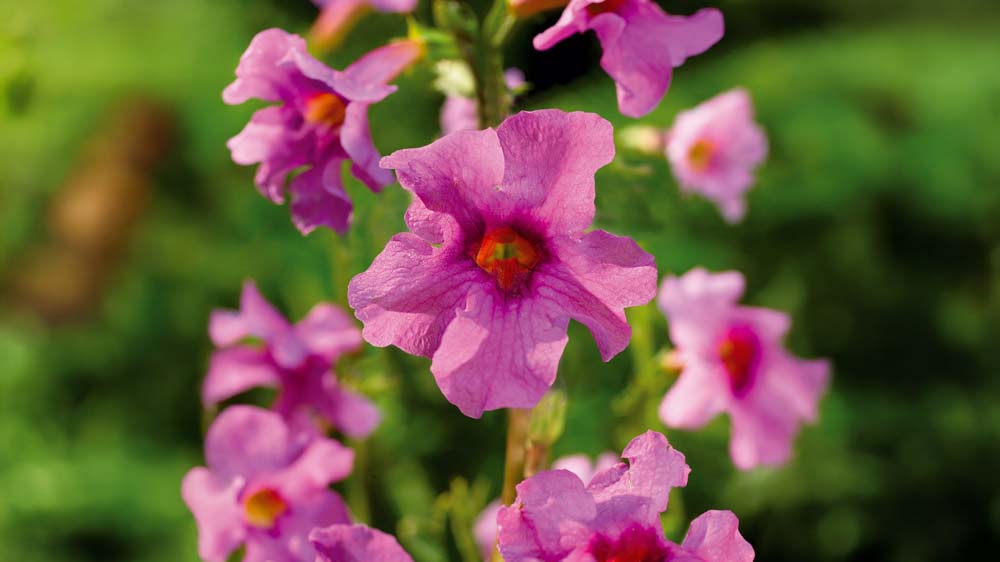 Havegloxinia - Bland Selv Frø