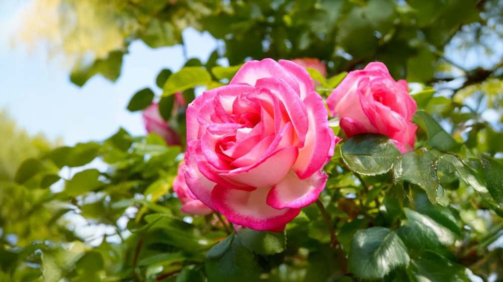 Haveroser - Bland Selv Frø