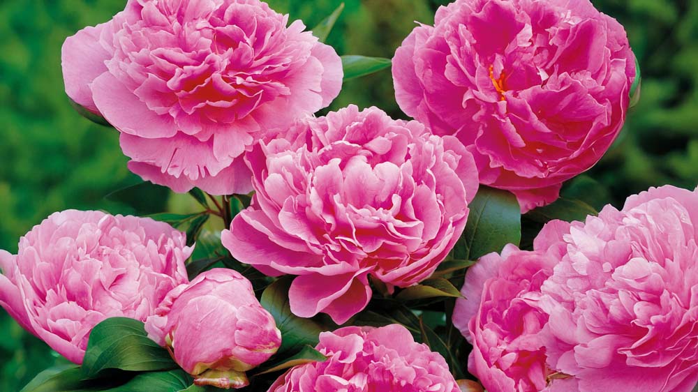 Høje stauder - Bland Selv Frø