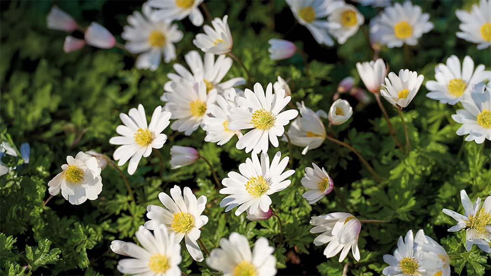 Høstanemoner - Bland Selv Frø