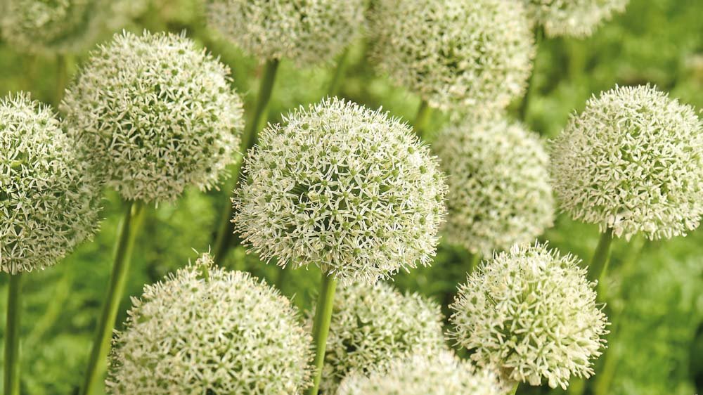Hvid allium - Bland Selv Frø