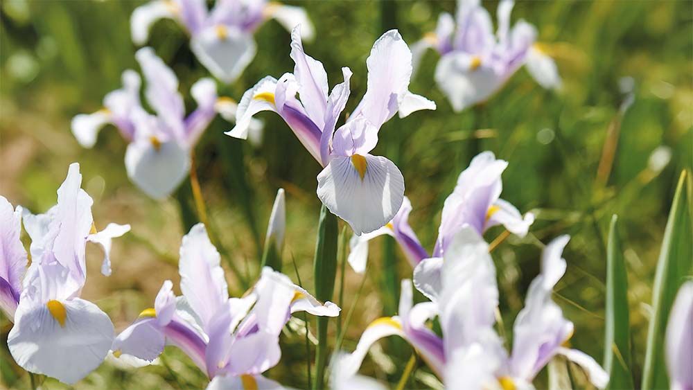 Hvid iris - Bland Selv Frø