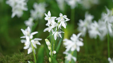 Hvid scilla - Bland Selv Frø