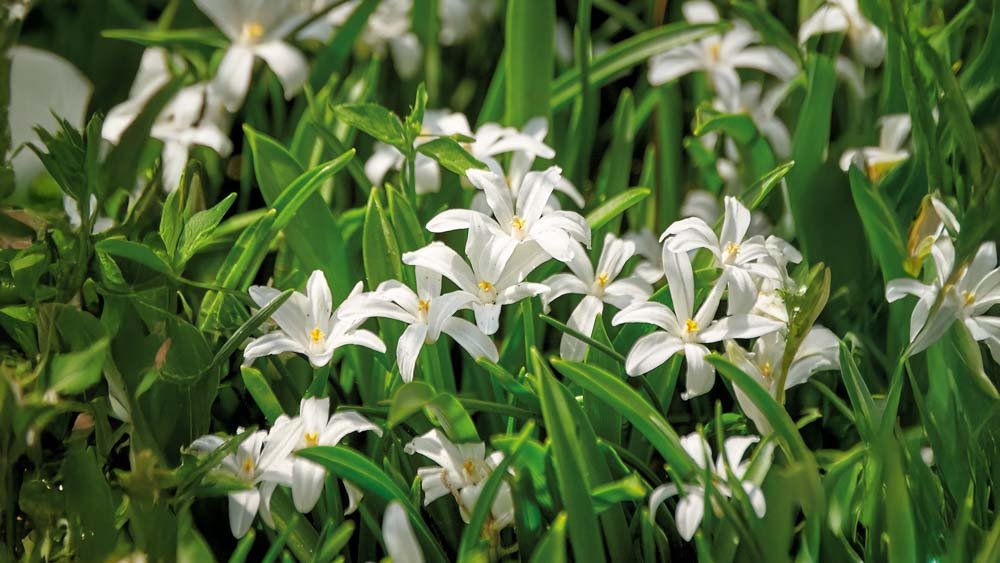 Hvid snepryd - Bland Selv Frø