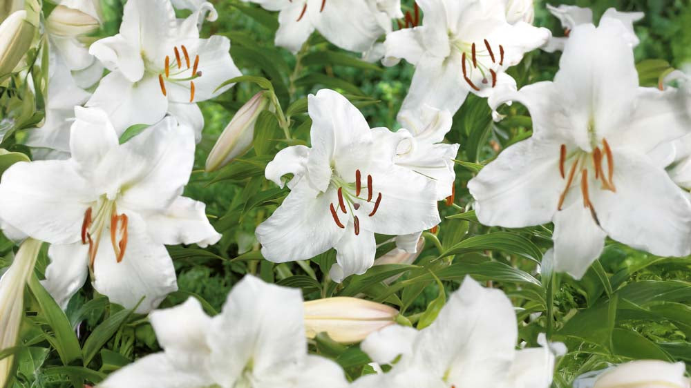 Hvide liljer - Bland Selv Frø