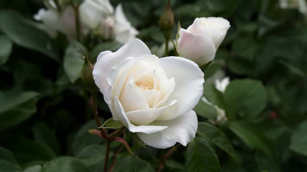 Hvide roser - Bland Selv Frø