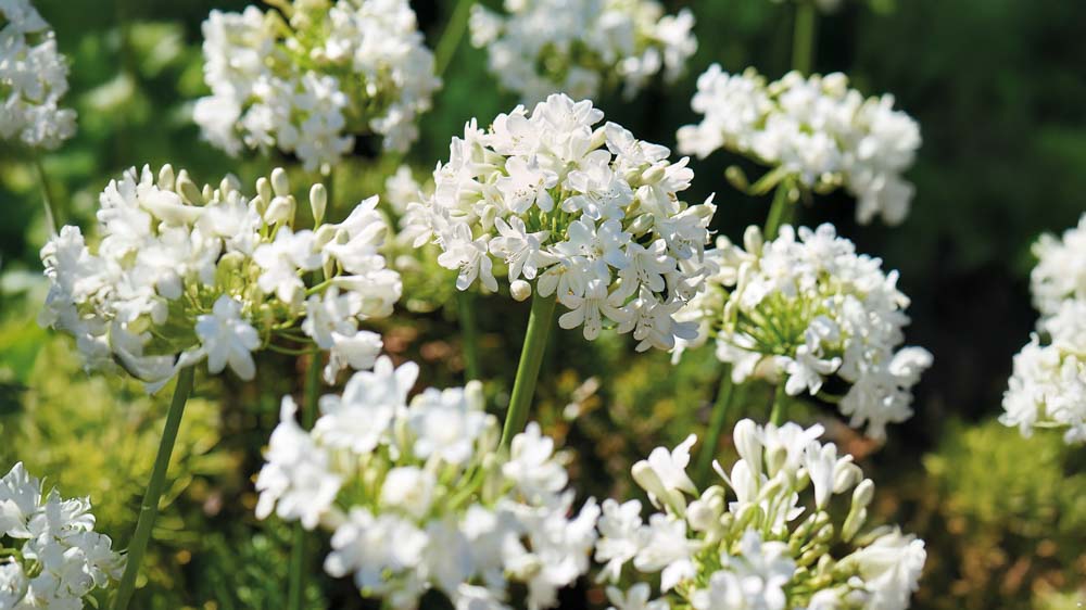 Hvide skærmliljer - Bland Selv Frø
