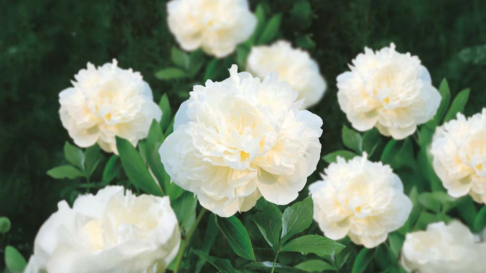 Hvide stauder - Bland Selv Frø