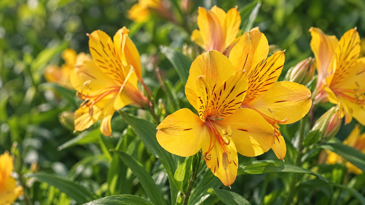 Inkaliljer (Alstroemeria) - Bland Selv Frø
