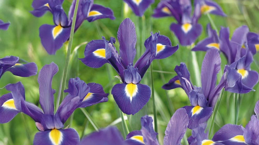 Iris germanica - Bland Selv Frø
