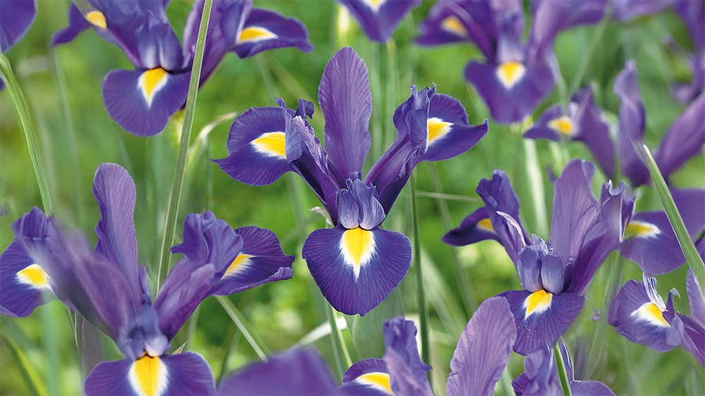 Iris hollandica - Bland Selv Frø