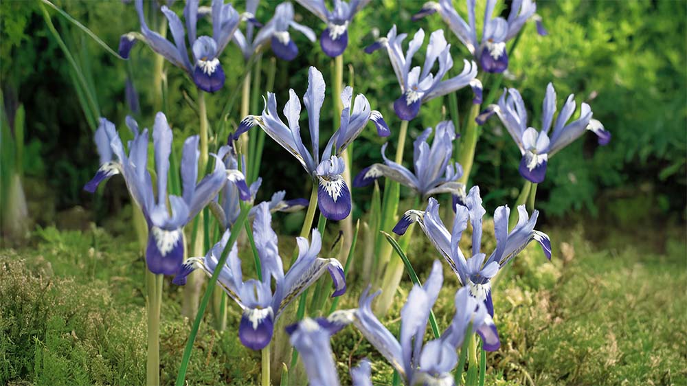 Iris reticulata - Bland Selv Frø