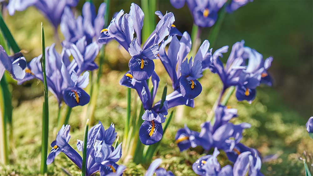 Iris sibirica - Bland Selv Frø