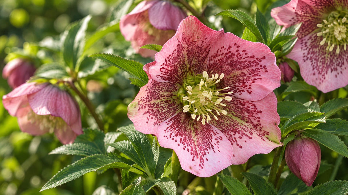 Helleborus
