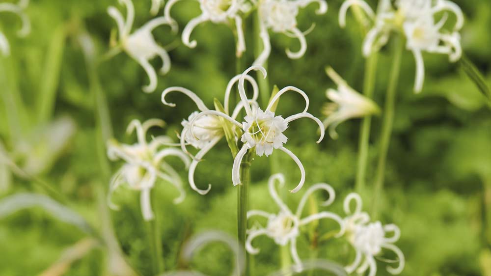 Kejserindeliljer - Bland Selv Frø