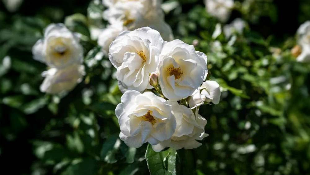 Klatreroser - Bland Selv Frø