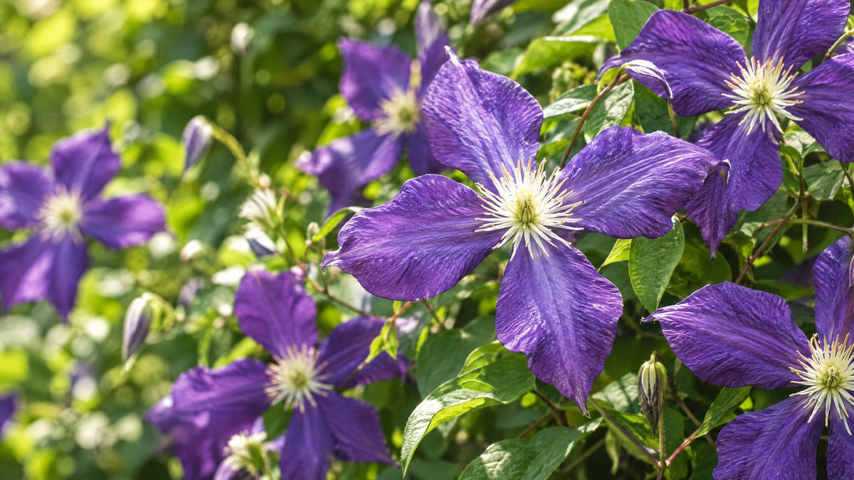 Klematis (Clematis) - Bland Selv Frø