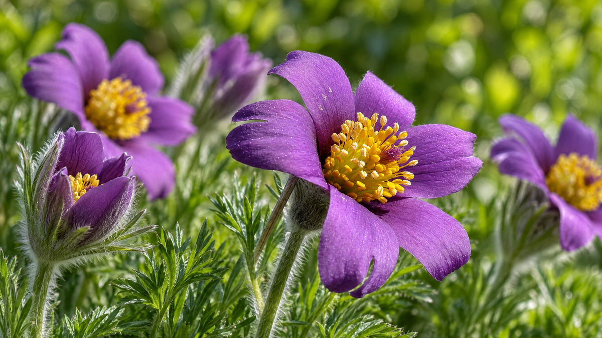 Kobjælde (Pulsatilla) - Bland Selv Frø