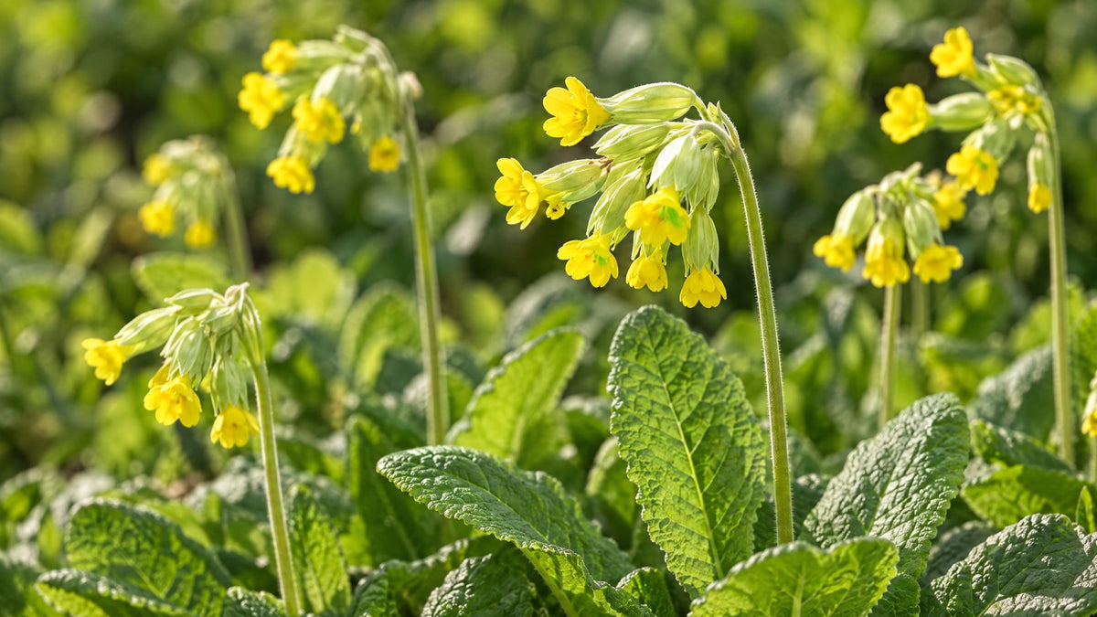 Kodriver (Primula) - Bland Selv Frø