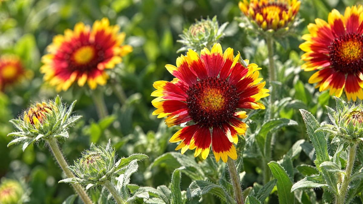 Kokardeblomst