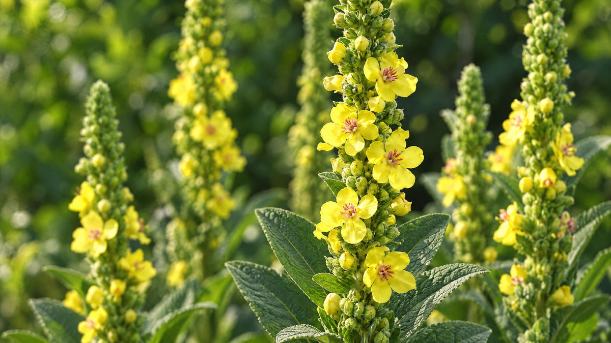 Kongelys (Verbascum) - Bland Selv Frø