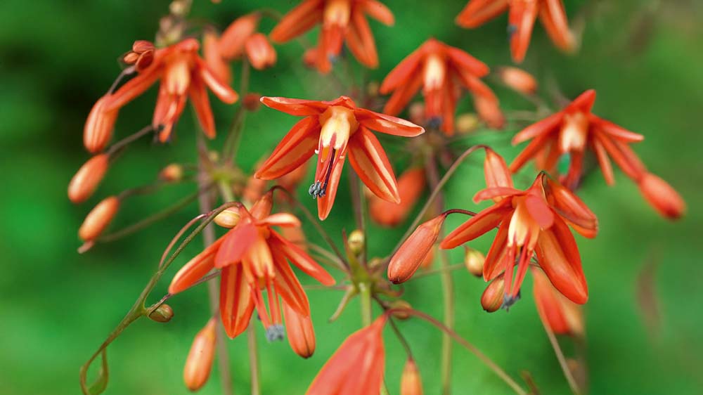 Koraldråber - Bland Selv Frø