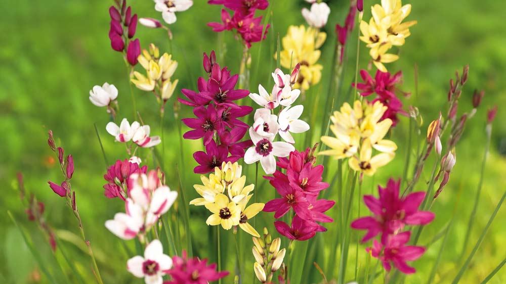 Kornliljer - Bland Selv Frø