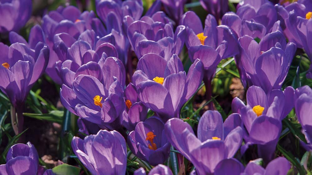 Krokus - Bland Selv Frø
