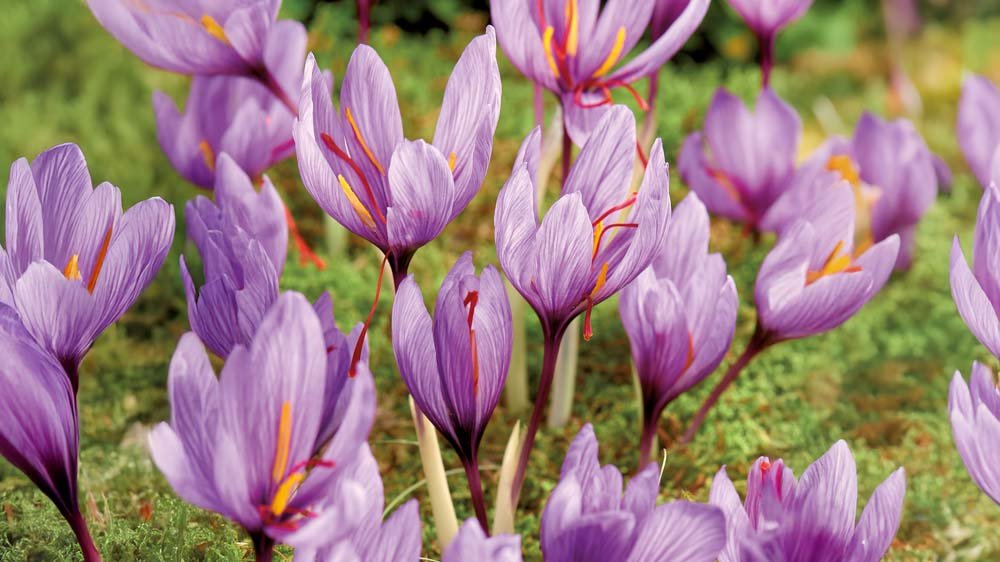 Krokus safran - Bland Selv Frø