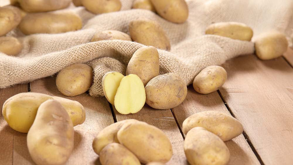 Læggekartofler - Bland Selv Frø