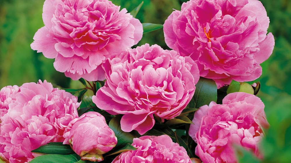 Lave stauder - Bland Selv Frø