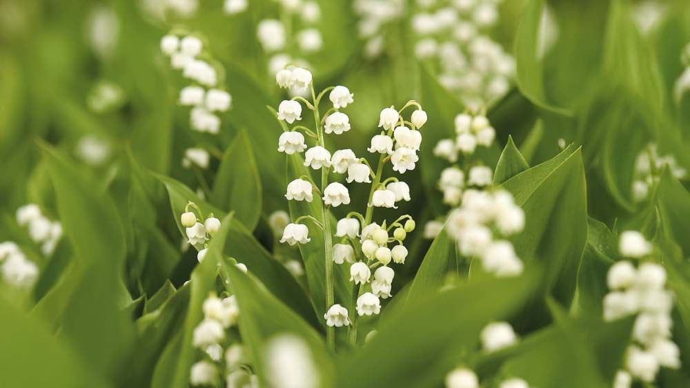 Liljekonvaller - Bland Selv Frø