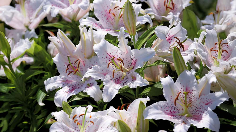 Liljer - Bland Selv Frø