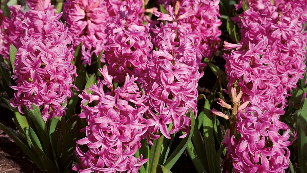 Lilla hyacinter - Bland Selv Frø