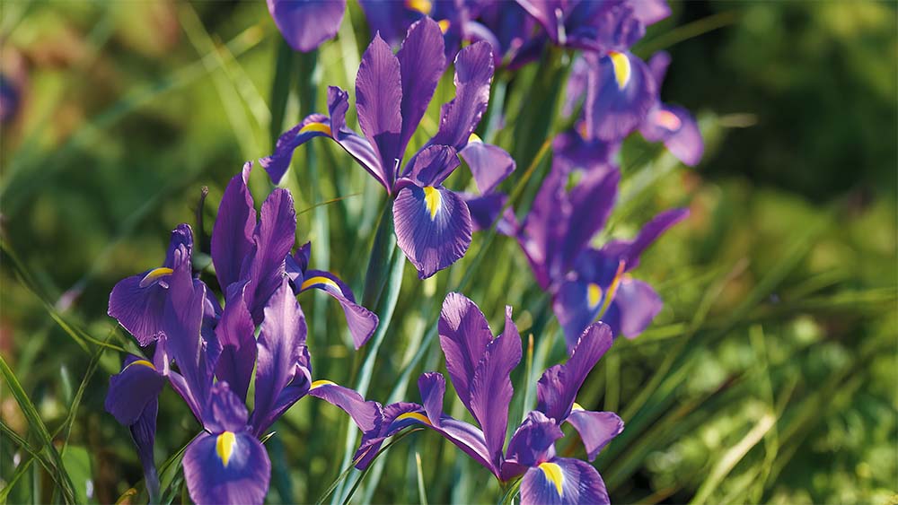 Lilla iris - Bland Selv Frø