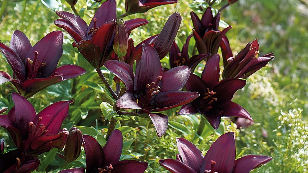 Lilla liljer - Bland Selv Frø