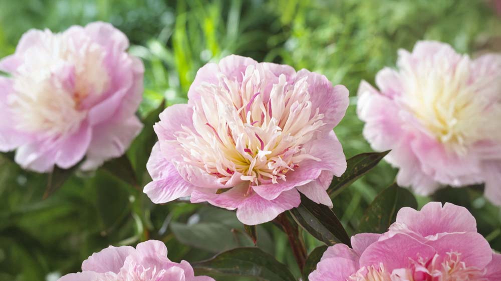 Lilla stauder - Bland Selv Frø