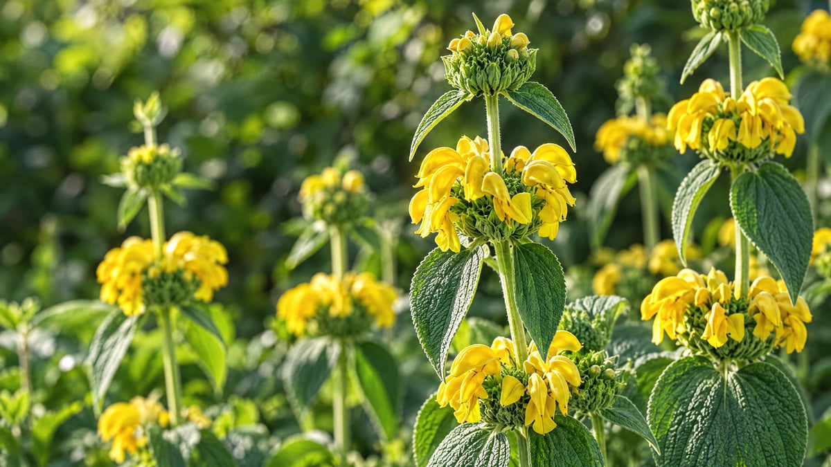 Løvehale (Phlomis) - Bland Selv Frø