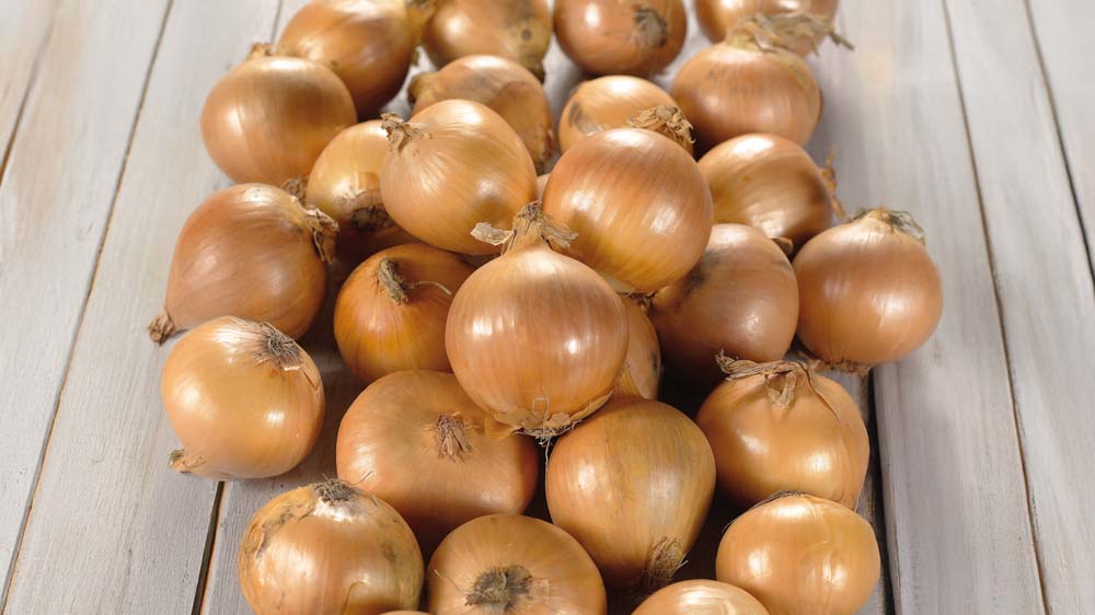 Løg - Bland Selv Frø