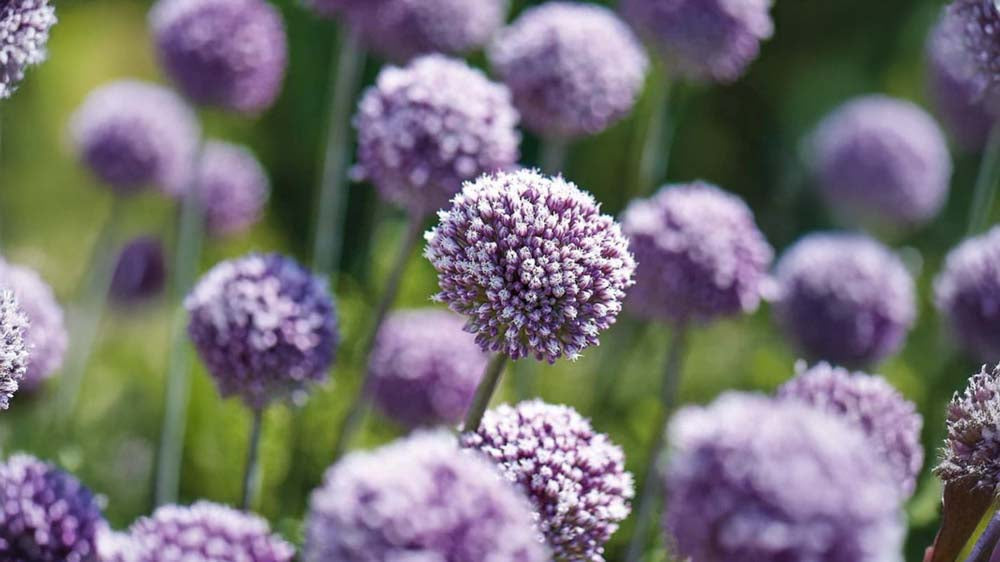 Løgplanter - Bland Selv Frø