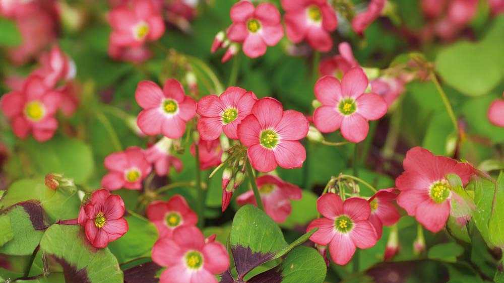 Lykkekløver - Bland Selv Frø